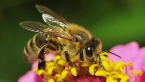 Ученые: отыскивать цветки пчелам помогает тепловое зрение