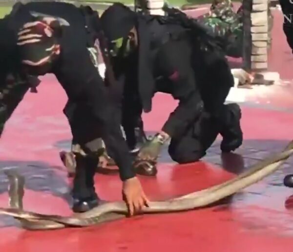 Спецназ Индонезии показал главе Пентагона, как нужно обращаться со змеями