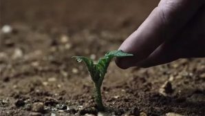 Учёные: на марсианской почве можно выращивать хмель