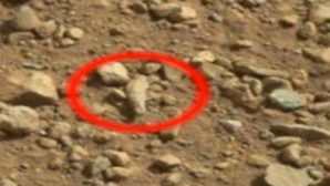 Уфолог: на Марсе найдены окаменелости червей