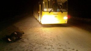 Автобус сбил мужчину на пешеходном переходе в Ухте
