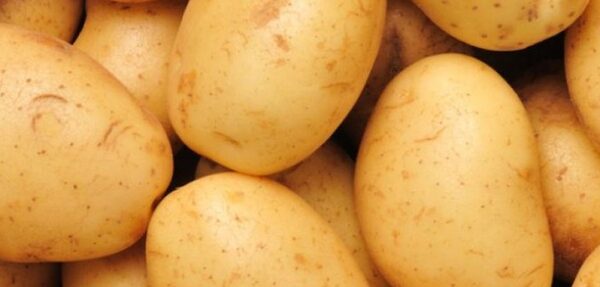 Беларусь стала крупнейшим покупателем украинской картошки