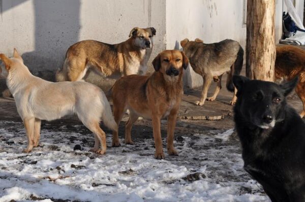 В Новочеркасске ветеринар замучил до смерти более сотни собак