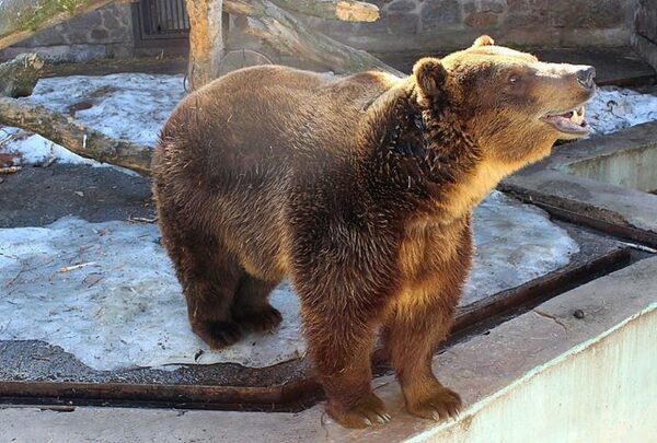 Медведь пошел «на прорыв» из Латвии в Россию, разрушив приграничное заграждение