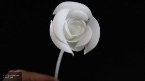 Самоскладывающуюся 3D-розу напечатали ученые на принтере