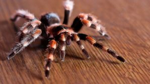 Яд паука спасет от паралича? — ученые