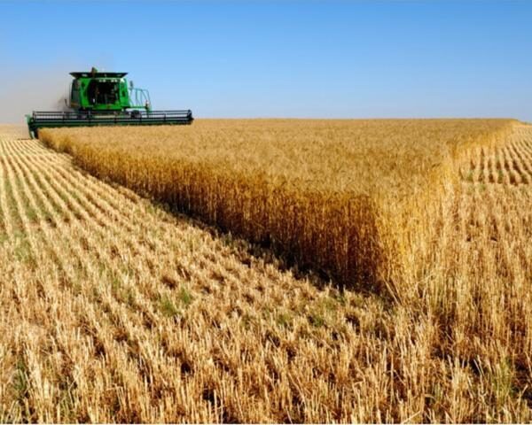 В России существенно упал урожай зерновых – стала известна причина
