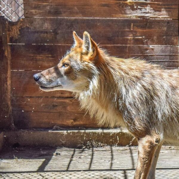 Житель Астрахани два года держал в квартире волка
