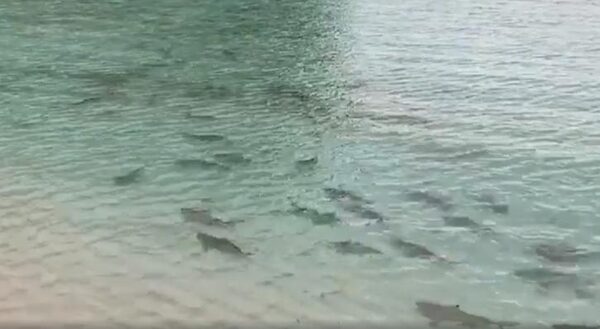 Сотки акул атаковали популярный пляж в Таиланде