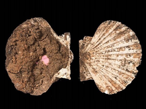 Найденная в Испании раковина служила древним римлянам косметичкой