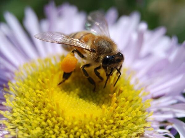 Пчел будут спасать при помощи бактерий