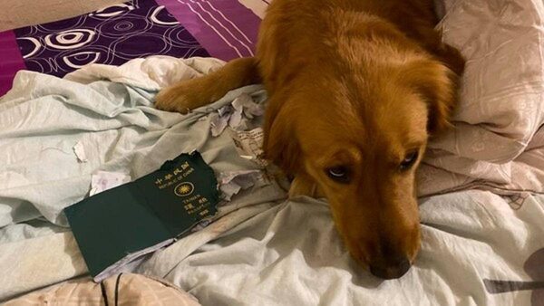 Собака съела паспорт хозяйки и «спасла» ее от поездки в Ухань - источник коронавируса