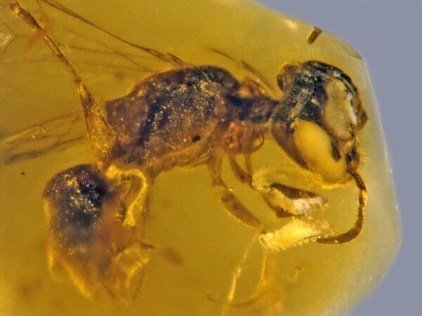 Древняя пчела сохранилась в янтаре вместе с паразитическими личинками