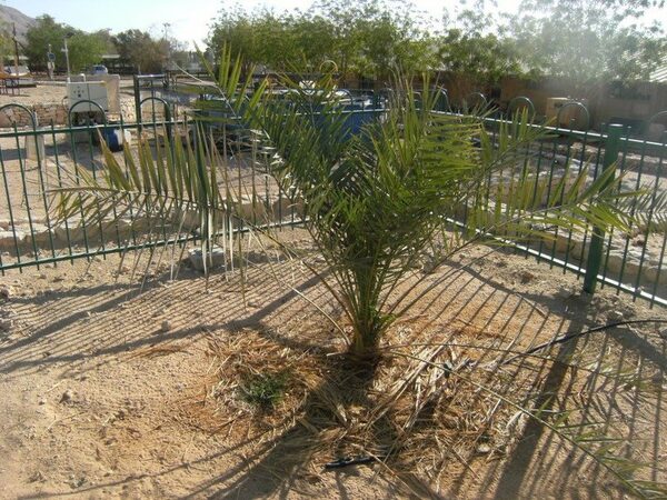 Финиковые пальмы удалось вырастить из семян возрастом 2000 лет