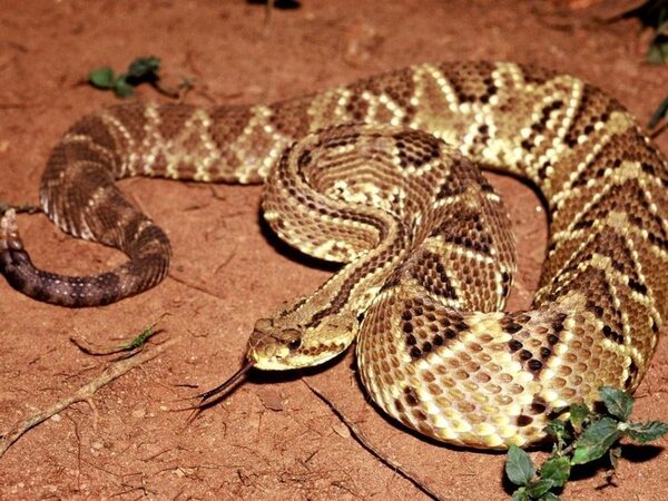 Яд бразильской гремучей змеи научились использовать для лечения хронических болей