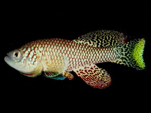 Обнаружен генетический механизм, позволяющий африканским рыбкам подолгу оставаться икрой
