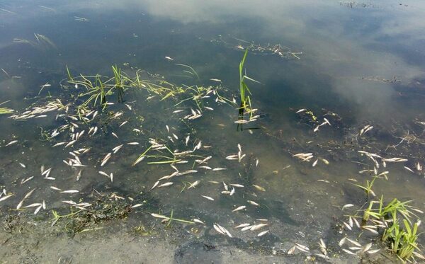 Погодные аномалии в Ростовской области могут привести к массовой гибели рыбы