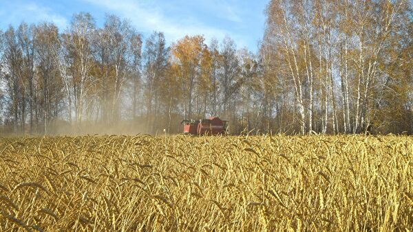 Россия собрала 121,2 миллиона тонн зерновых в 2019 году