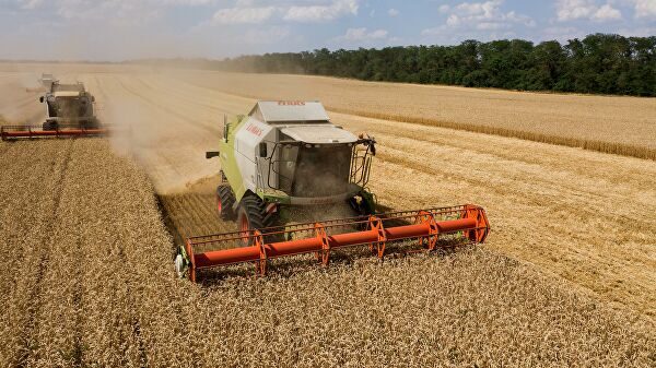 Россия третий сезон подряд может стать лидером по экспорту пшеницы