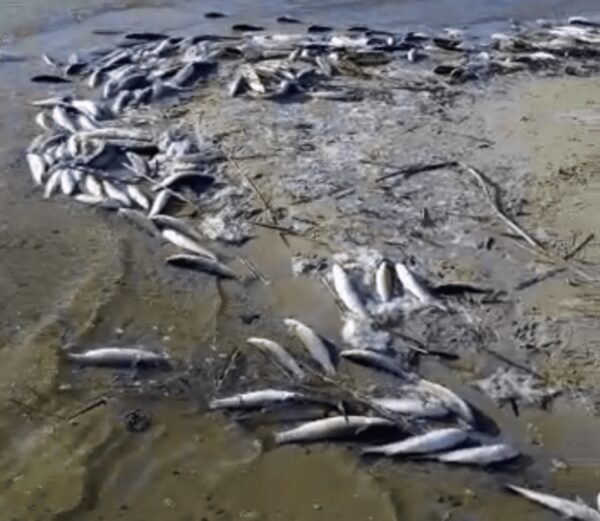 Ростовская прокуратура проводит проверку после массовой гибели рыбы на Дону