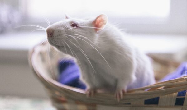 Ростовские ученые выявляют рак на ранних стадиях с помощью крыс