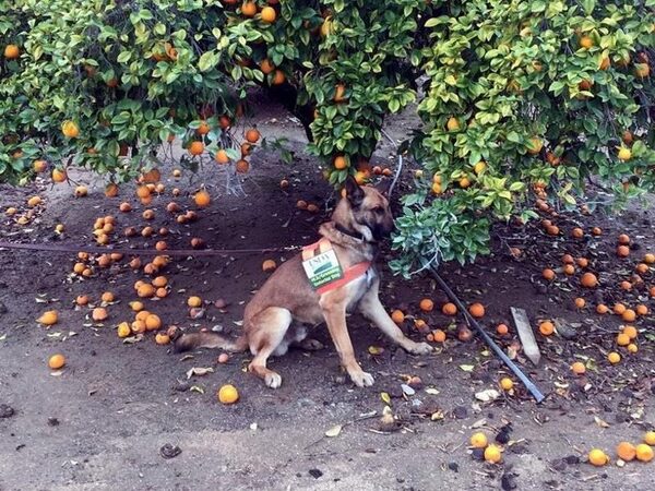 Собаки будут выявлять заболевшие апельсиновые деревья