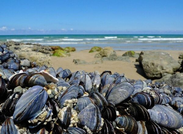 Сотни тысяч мидий найдены сваренными заживо на новозеландском пляже