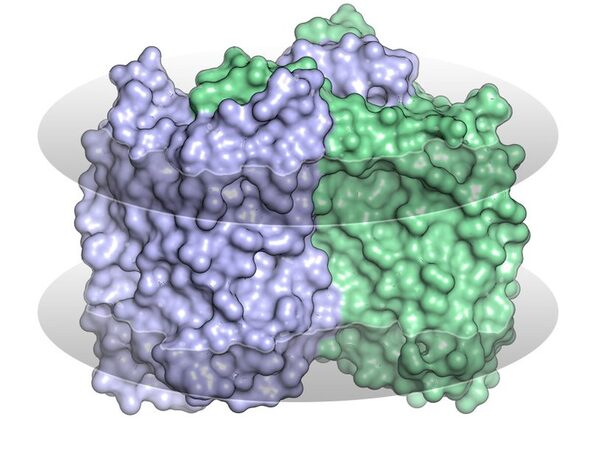 Ученым удалось выяснить структуру «перевернутого» родопсина