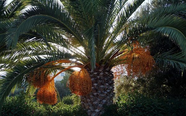 В Израиле удалось вырастить финиковые пальмы из семян, пролежавших в руинах 2000 лет