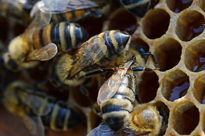 Вину за массовую гибель пчел возложили на российских фермеров