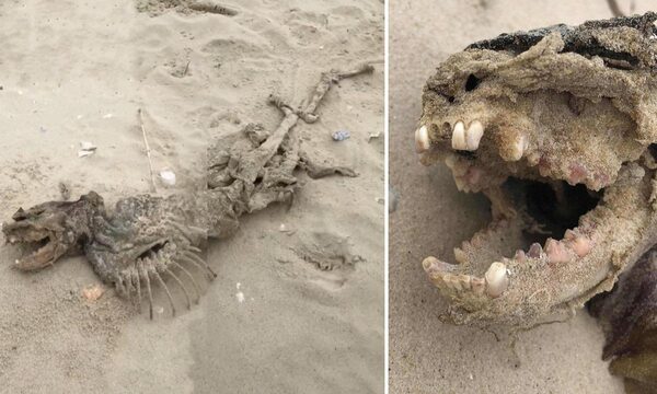 Загадочное зубастое существо найдено на пляже