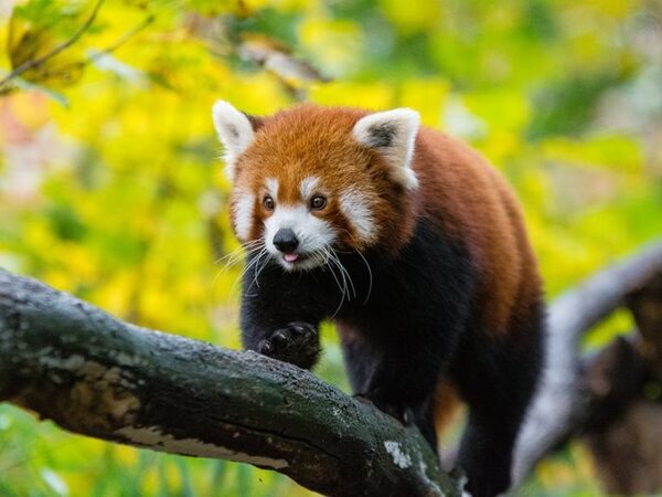 Анализ ДНК показал, что малую панду надо разделить на два разных вида
