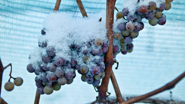 Германия впервые в истории не собрала виноград для "ледяного вина"