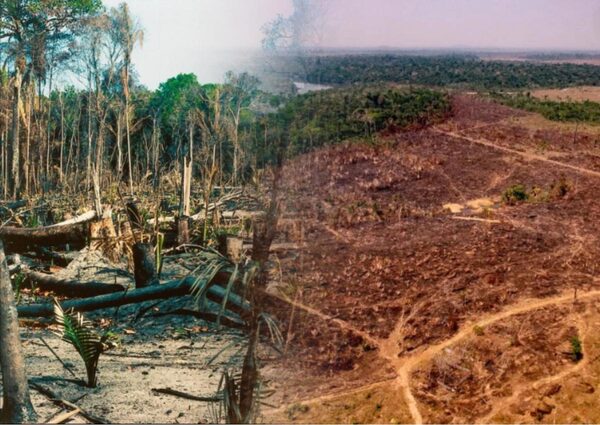 Исследование: леса Амазонии исчезнут через 50 лет – вместо них будут саванны