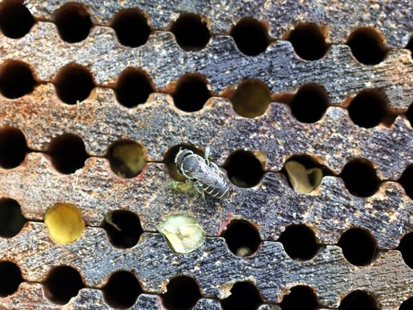Люцерновая пчела-листорез предпочитает жилище с окнами на север