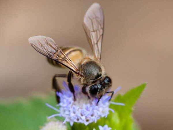 Пчелы из «похоронных команд» отыскивают в улье мертвых сородичей всего за полчаса