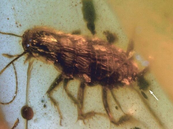 Сохранившийся в янтаре помет древнего таракана подтвердил роль тараканов в опылении растений мелового периода