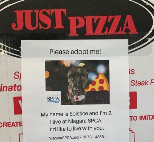 В Британии приют для животных рекламирует собак и кошек на коробках с пиццей