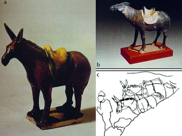 Знатная китаянка IX века была похоронена вместе с ослами. Они были нужны ей для игры в поло