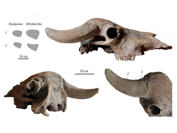 Череп древнего буйвола из Подмосковья обнаружен в двух тысячах километров от основного ареала