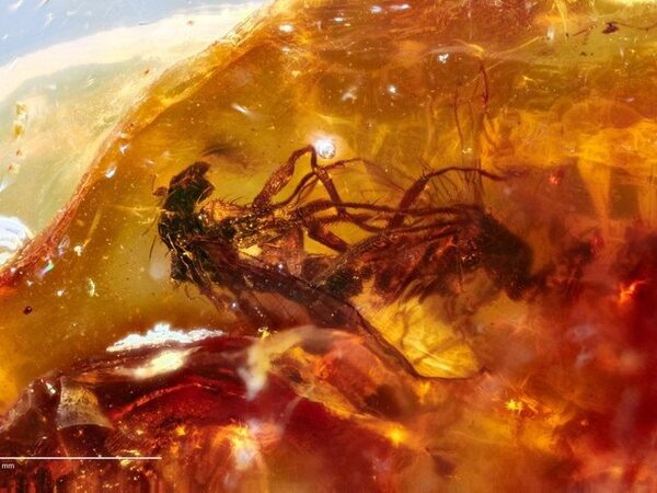 Две спаривавшихся 41 миллион лет назад мухи были найдены в янтаре