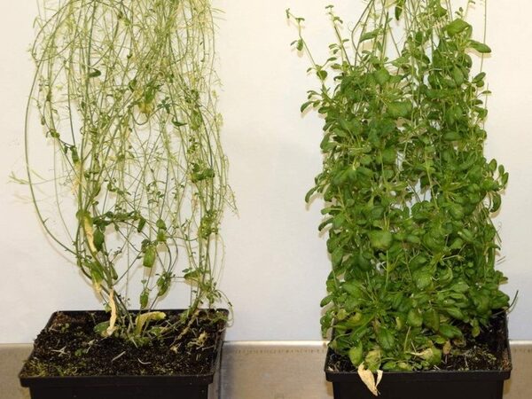 Ген AHL15 превращает однолетние растения в многолетние