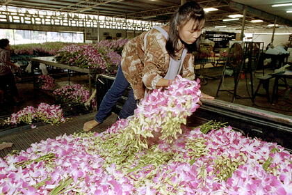 Миллионы орхидей уничтожили из-за пандемии коронавируса