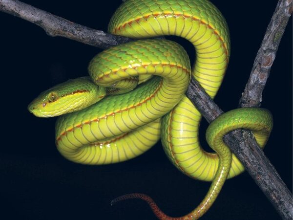 Новый вид змеи назван в честь Салазара Слизерина, основателя одного из факультетов Хогвартса