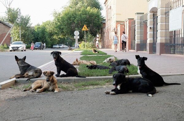 Очаги бешенства среди бездомных животных выявлены в Астрахани