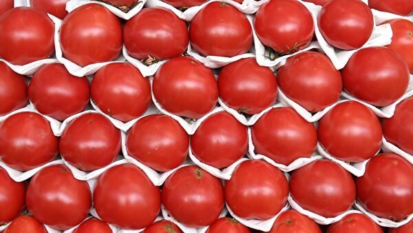 Плодоовощной союз попросил временно запретить импорт томатов в Россию