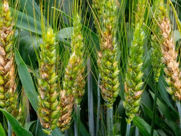 Пырей поделится с пшеницей геном устойчивости к грибковому заболеванию