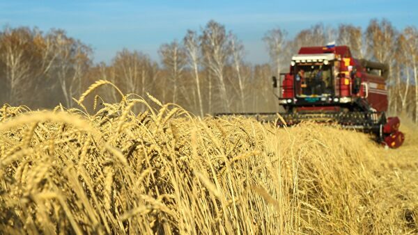 Россия может сохранить лидерство по экспорту пшеницы, считают эксперты