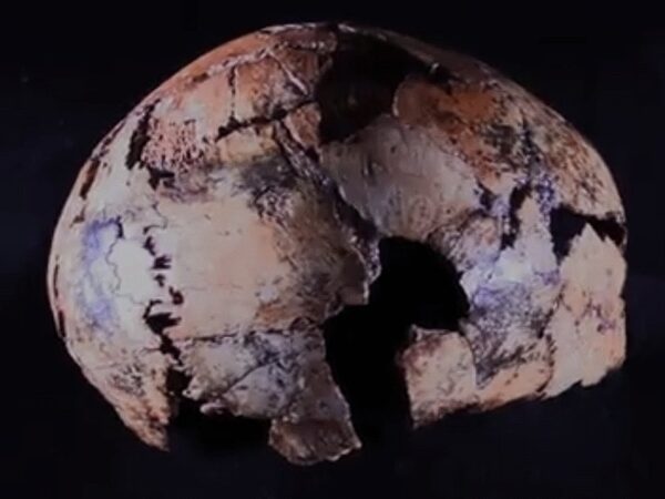 Сделанная в Южной Африке находка стала древнейшим свидетельством существования Homo erectus