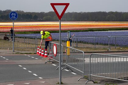 В Нидерландах уничтожили миллионы тюльпанов из-за коронавируса